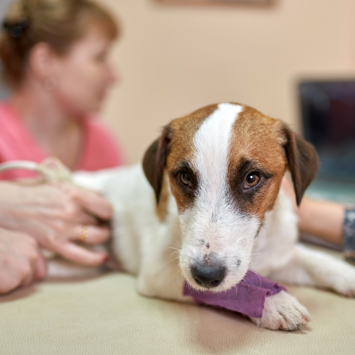 A dog is having ultrasound scan