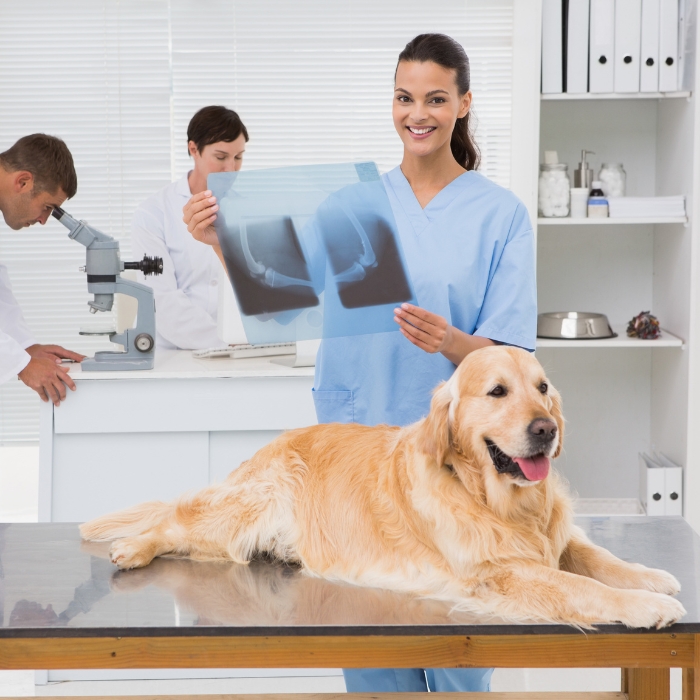 Vet is examining dog's x-ray