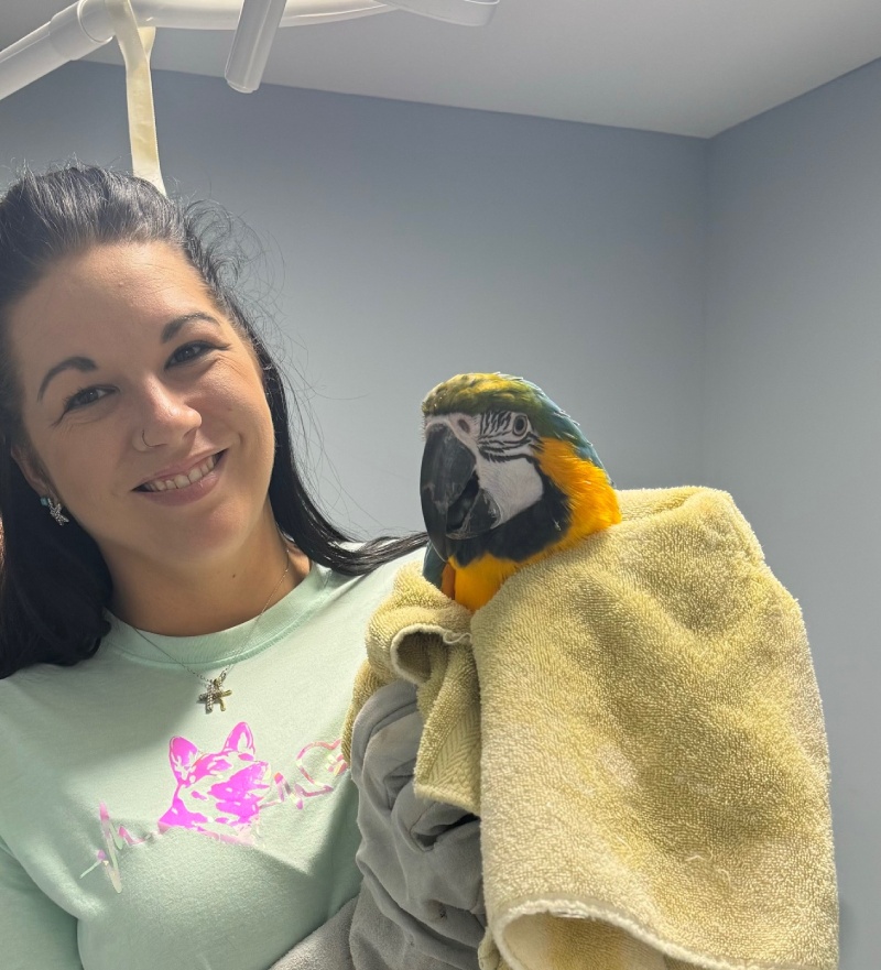 A veterinarian is holding a parrot